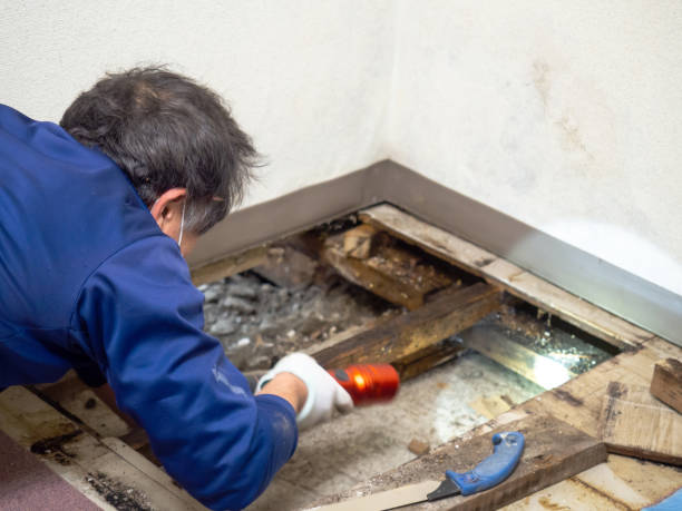 Trusted Lucas, TX Mold Remediation Experts