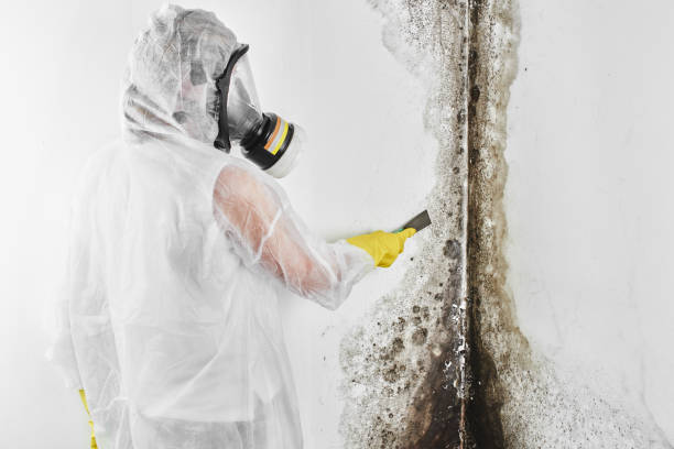 Best Insurance-Related Mold Remediation in Lucas, TX