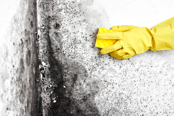 Best Mold Testing and Inspection Services in Lucas, TX