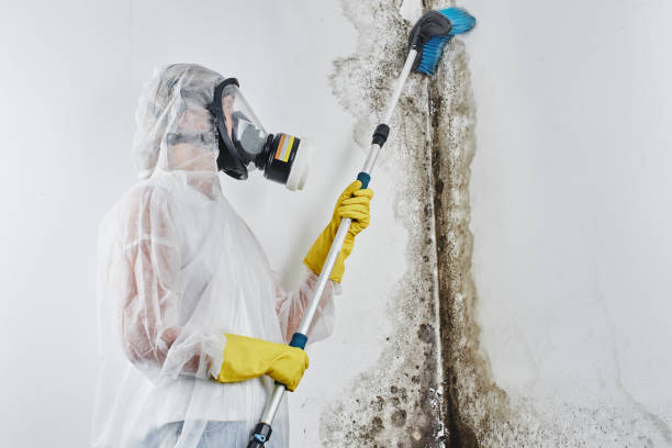 Best Localized Mold Remediation (e.g., coastal areas, humid climates) in Lucas, TX