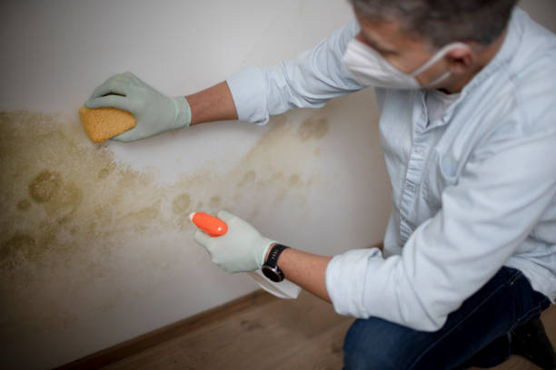 Best Mold Remediation for Specific Building Types in Lucas, TX
