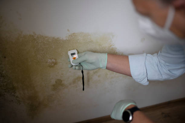 Best Health and Safety Mold Remediation in Lucas, TX