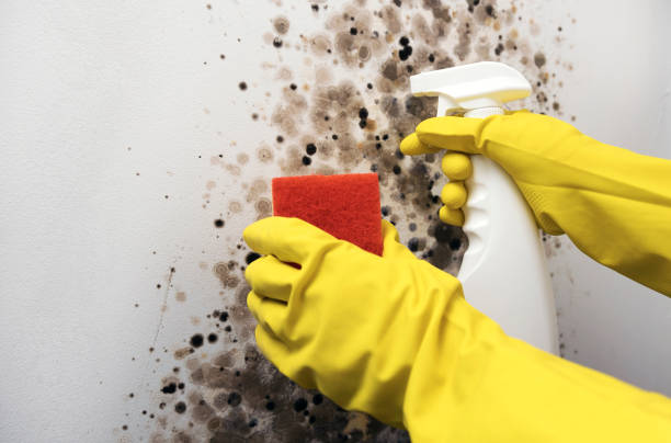 Best White Mold Remediation in Lucas, TX
