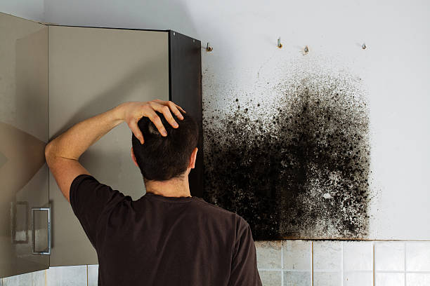 Best Kitchen Mold Remediation in Lucas, TX