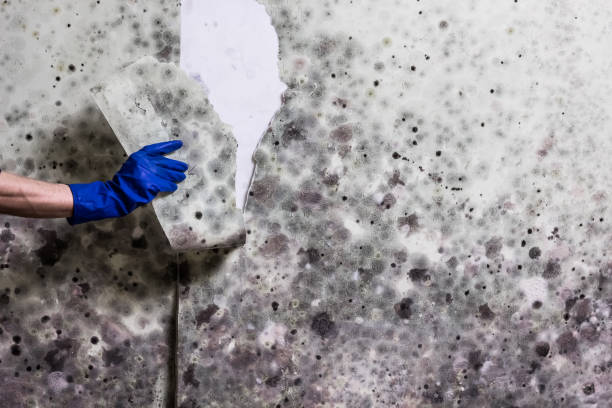 Best White Mold Remediation in Lucas, TX