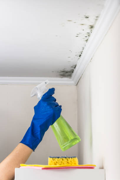 Best Residential Mold Remediation in Lucas, TX
